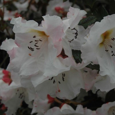 Rhododendron Logan Surprise