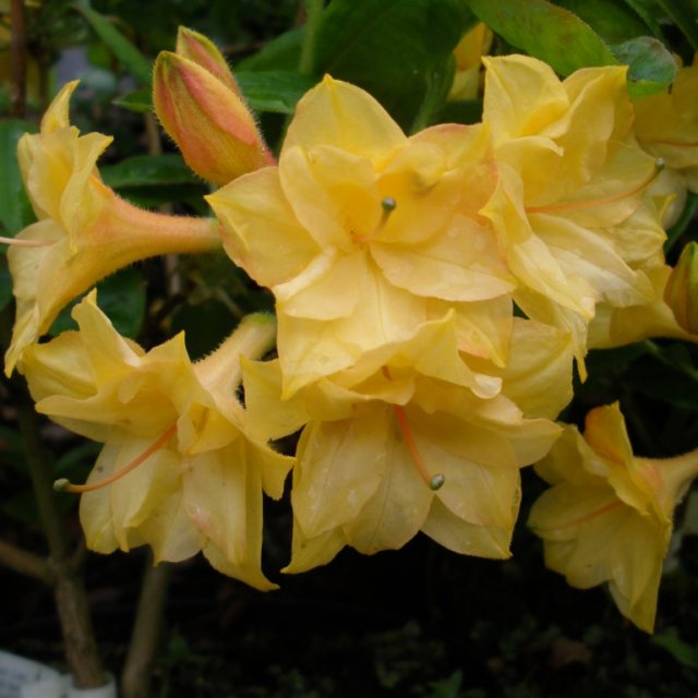 Deciduous Azalea Imago