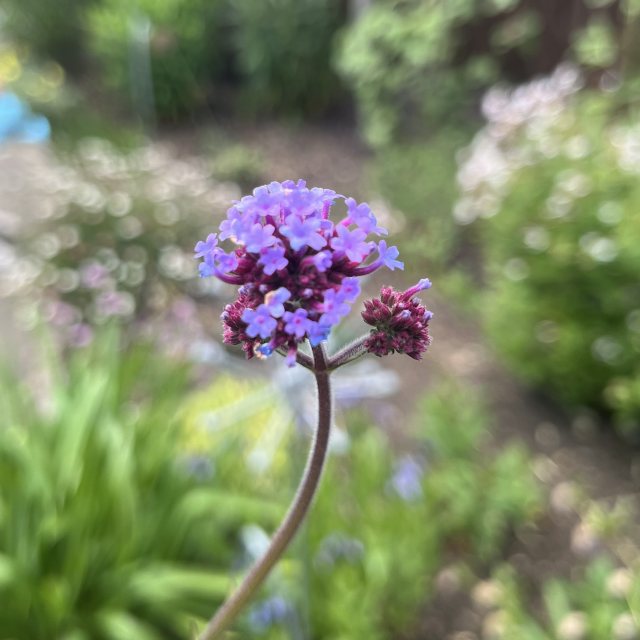 Verbena bonariensis AGM