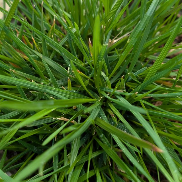 Deschampsia cespitosa 'Goldschleier' AGM