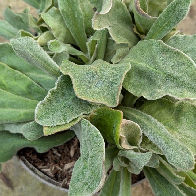 Silene coronaria AGM