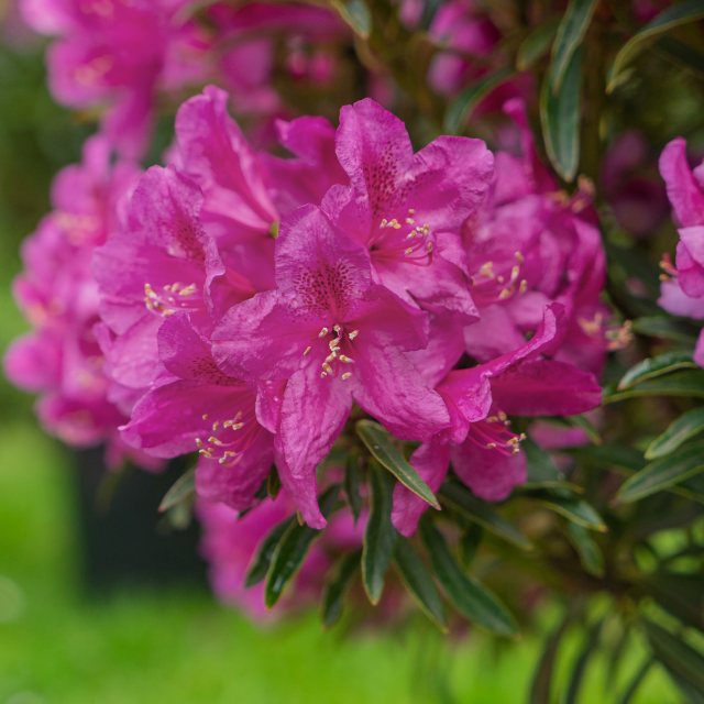 Rhododendron 'Grazeasy Dark Pink'  INKARHO
