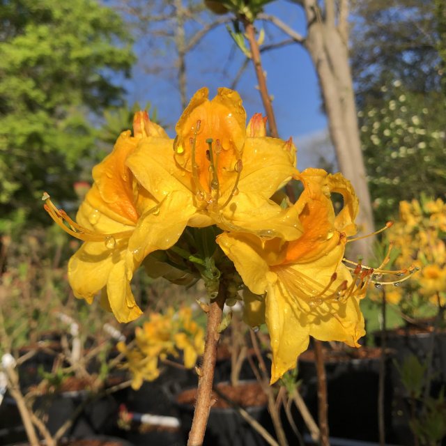 Deciduous Azalea Golden Oriole AGM