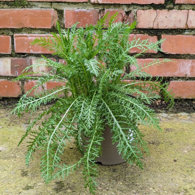Achillea Pink Grapefruit