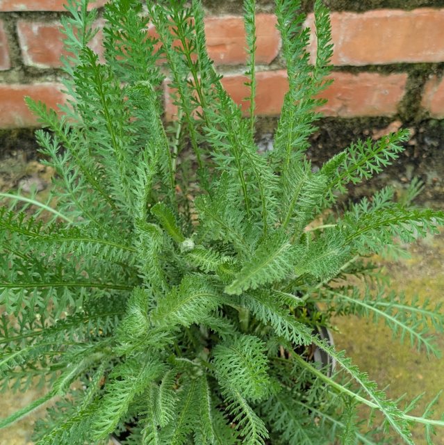Achillea Terracota