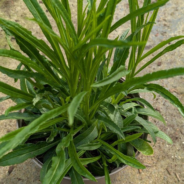 Campanula Sarastro