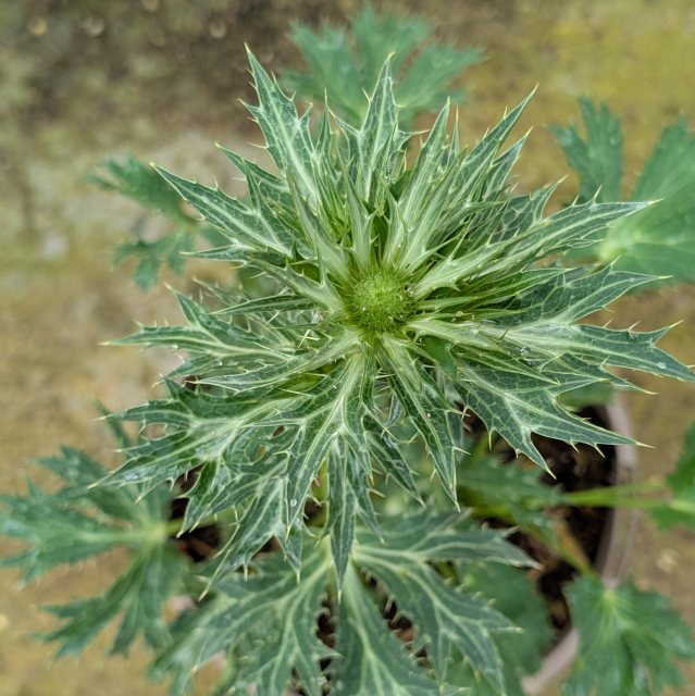 Eryngium Big Blue AGM