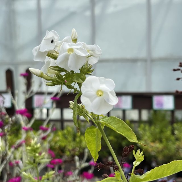 Phlox paniculata 'David' AGM