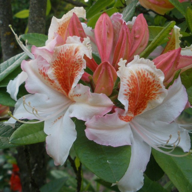 Deciduous Azalea Jock Brydon AGM