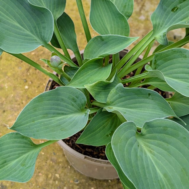 Hosta Halcyon AGM