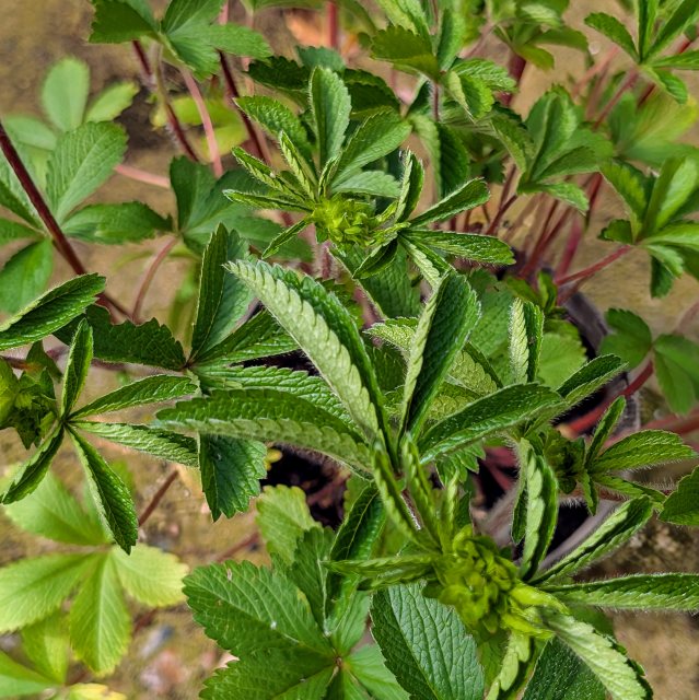 Potentilla Miss Willmott