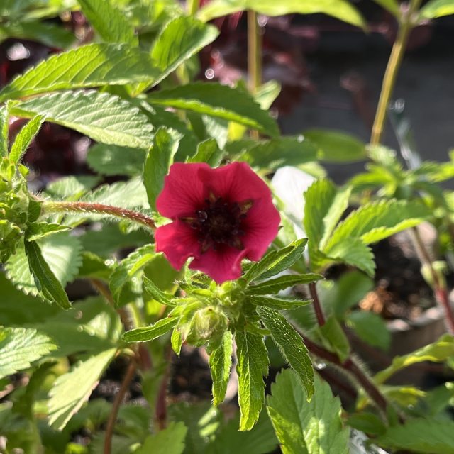 Potentilla Ron McBeath
