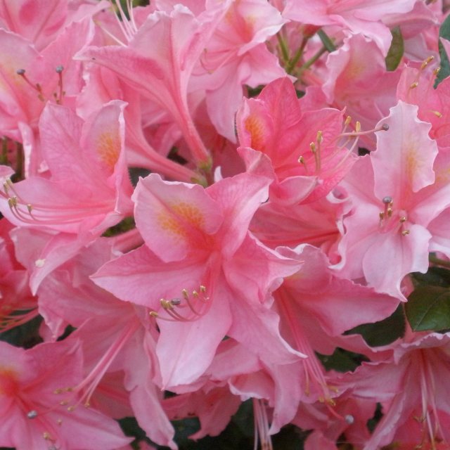 Deciduous Azalea Jolie Madame AGM