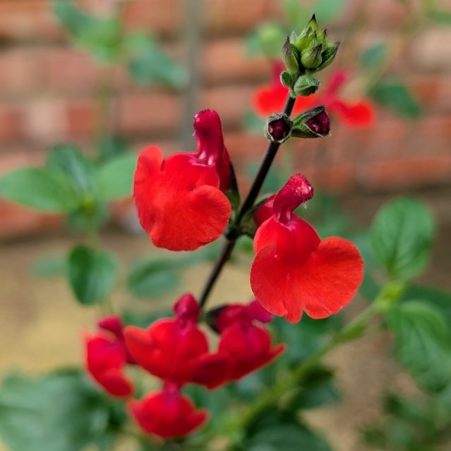 Salvia Salvito Scarlet