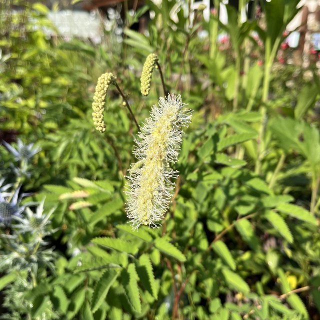Sanguisorba albiflora