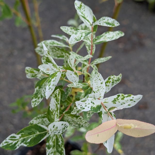Salix integra 'Hakuro-nishiki' AGM (Flamingo Willow)
