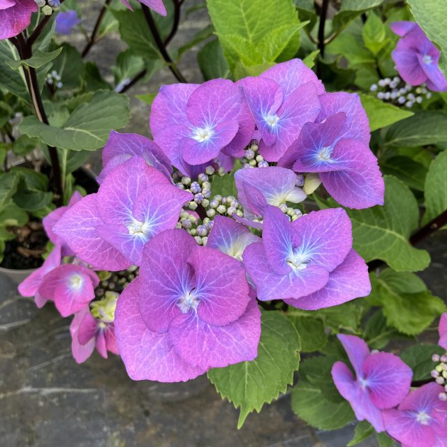 Hydrangea macrophylla 'Zorro' AGM