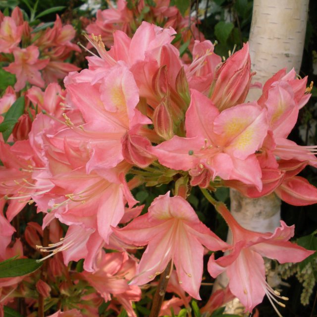 rhododendron plant Bessie Howells Rhododendron main image 1