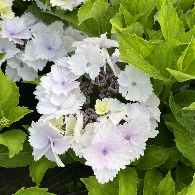 Hydrangea macrophylla 'Koria' AGM