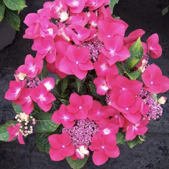Hydrangea macrophylla 'Kardinal' AGM