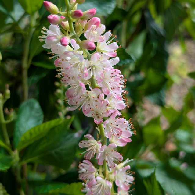 Clethra alnifolia 'Ruby Spice' AGM