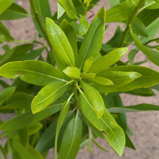 Drimys winteri var. chilensis