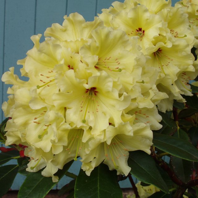 Rhododendron Mindy's Love