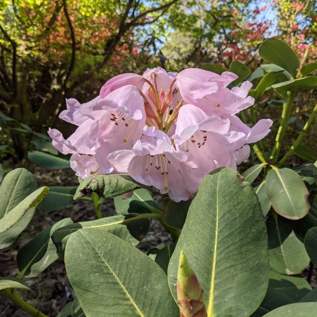 Rhododendron platypodum