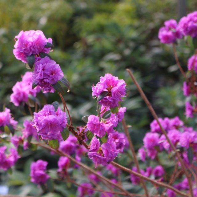 Rhododendron April Rose - Small Leaved Rhododendrons - Millais Nurseries