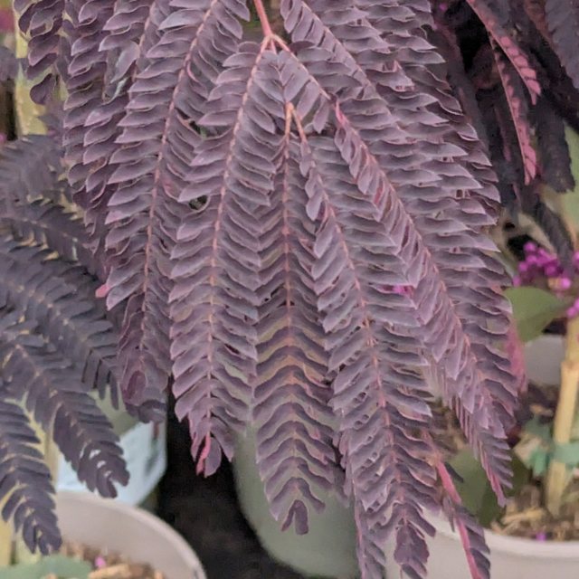 Albizia julibrissin 'Summer Chocolate' AGM