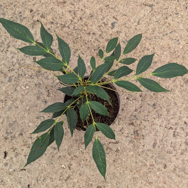 Mahonia gracilipes