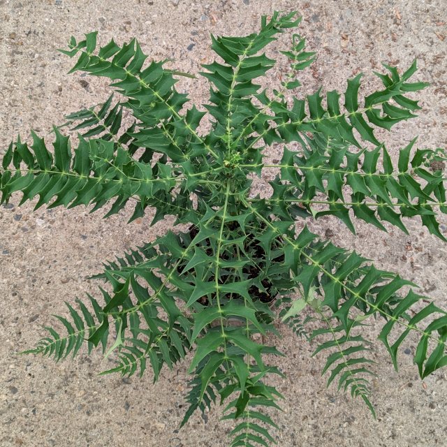 Mahonia oiwakensis subsp. lomariifolia AGM