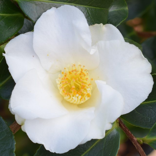 Camellia japonica 'Alba Simplex'