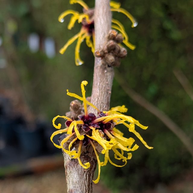 Hamamelis intermedia Barmstedt Gold AGM