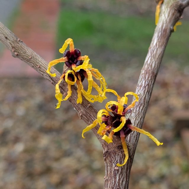 Hamamelis intermedia Orange Beauty