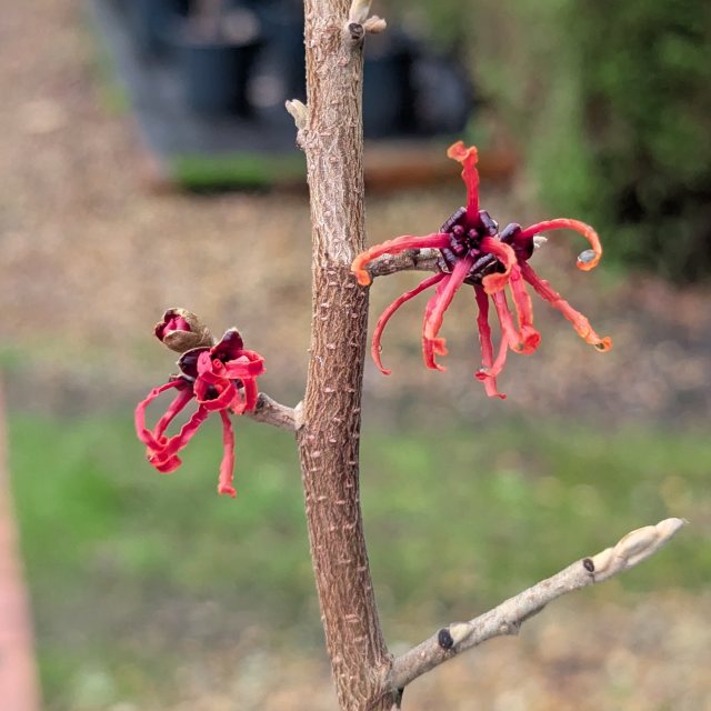Hamamelis intermedia Rubin AGM