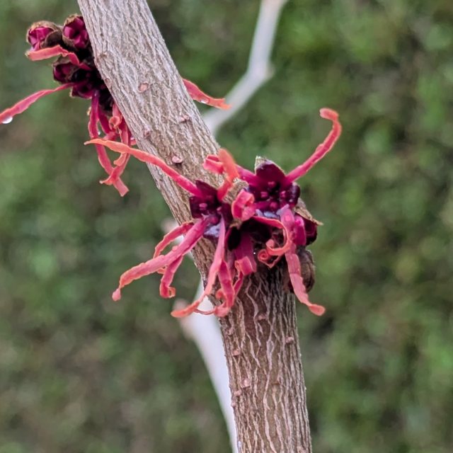 Hamamelis intermedia Ruby Glow