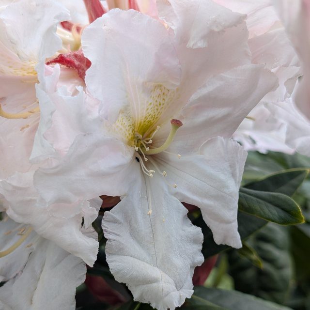 Rhododendron Wonderland - Tall Hybrid Rhododendrons - Millais Nurseries