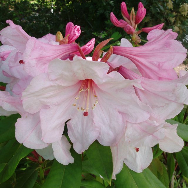 Rhododendron Pink Polar Bear (Seconds)