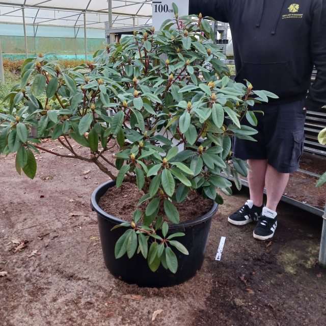 Rhododendron True Blue - Open Ground Plant