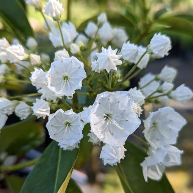 Kalmia latifolia ‘Elf’