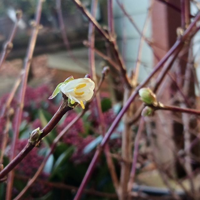 Lonicera fragrantissima (Winter-Flowering Honeysuckle)