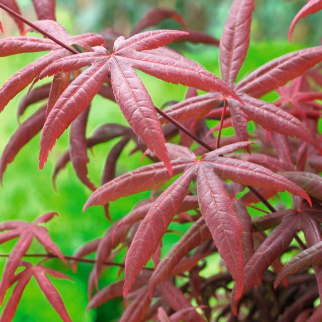 Acer palmatum 'Starfish'