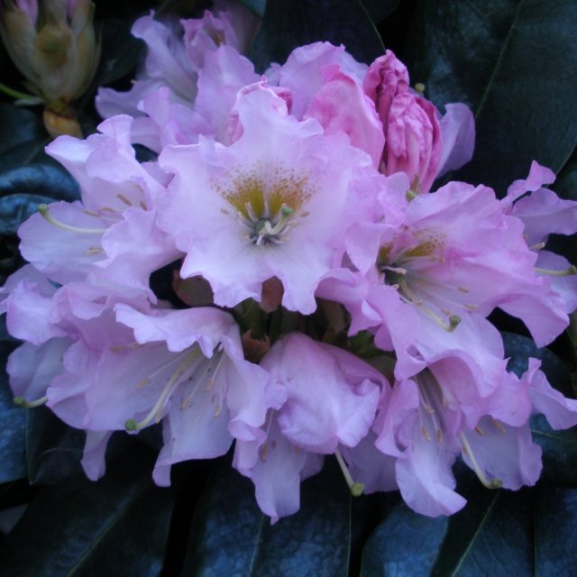 Rhododendron 'Dufthecke Lilac'  INKARHO STANDARD