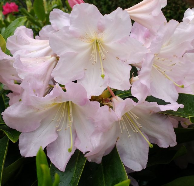 Rhododendron Dufthecke Rose INKARHO STANDARD