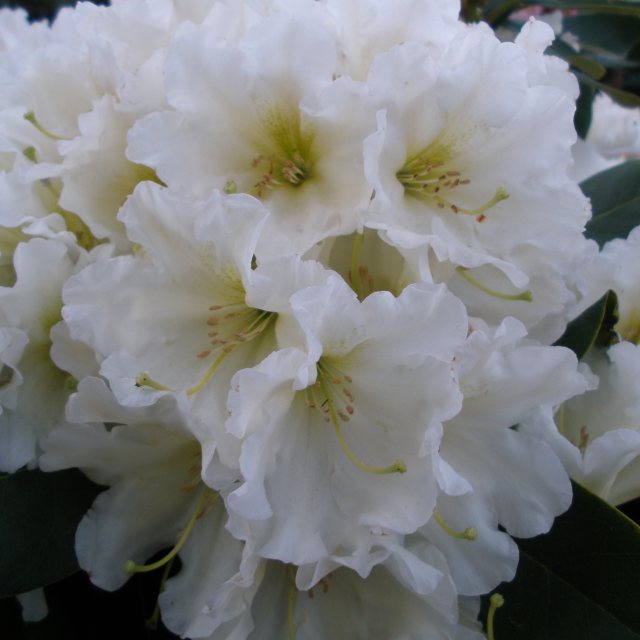 Rhododendron Dufthecke White INKARHO STANDARD