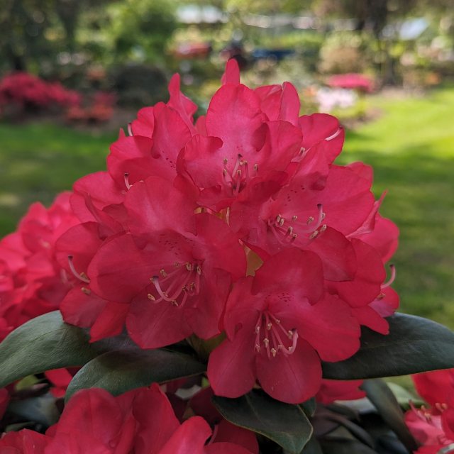 Rhododendron Red Star (Bohlkens Roter Stern) STANDARD