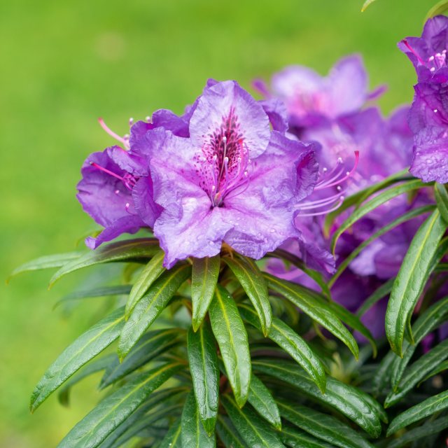 Rhododendron Grazeasy Purple INKARHO