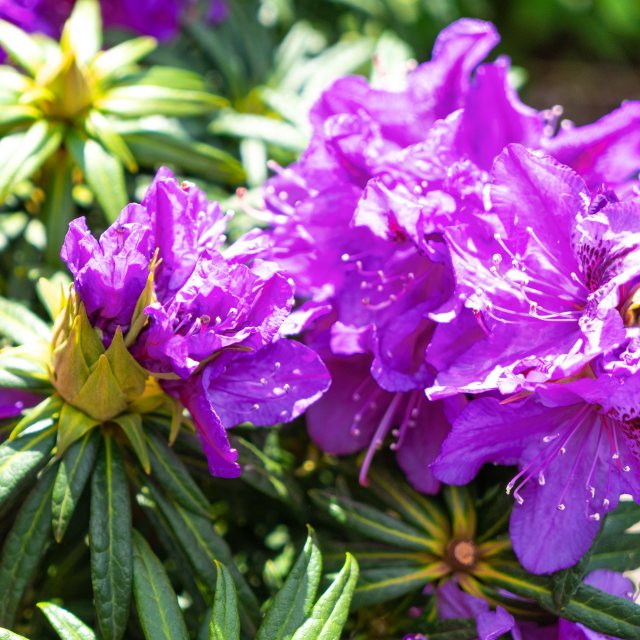 Rhododendron Grazeasy Purple INKARHO - INKARHO Lime-tolerant Rhododendrons  - Millais Nurseries