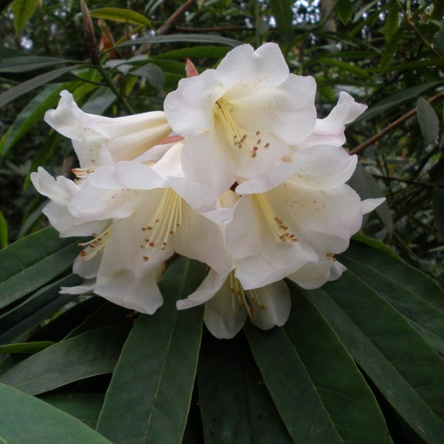 Rhododendron irroratum var yiliangense  'Yellowstone'